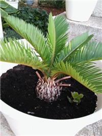 108972cd-Cikas palma.jpg